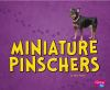 Miniature_pinschers