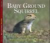 Baby_ground_squirrel