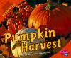 Pumpkin_harvest